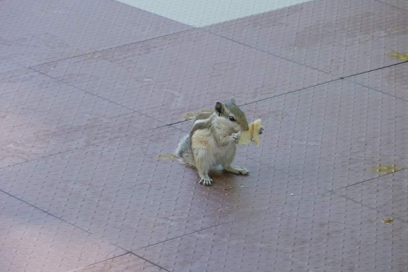 India & Nepal 2011 - 1275